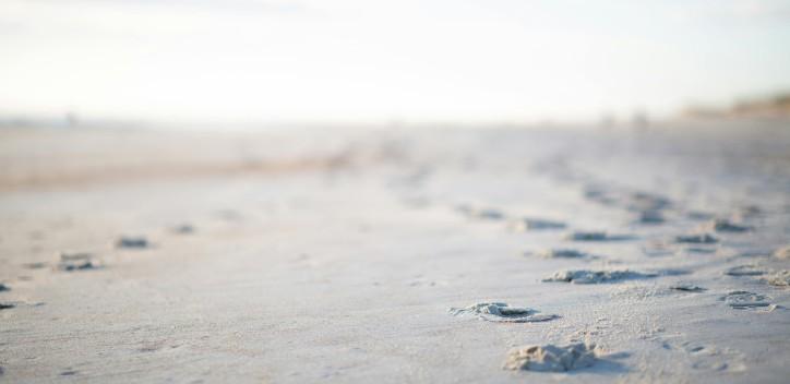 dog paw prints on a beach