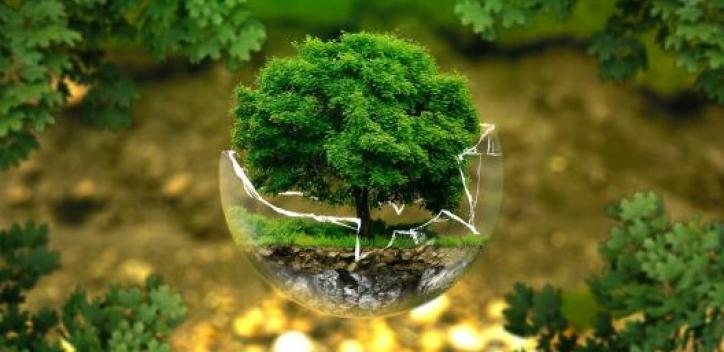 In the centre, a tree nestled in a glass bowl with broken edges and foliage all around.