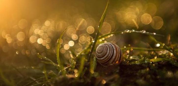 snail; dew; morning