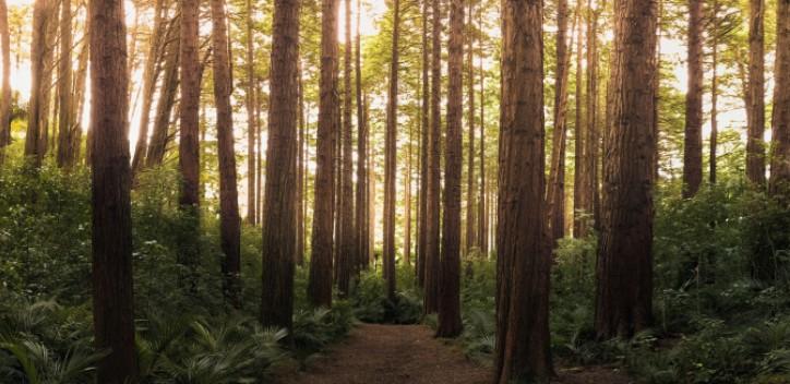 Image of a forest with sunlight coming through the trees