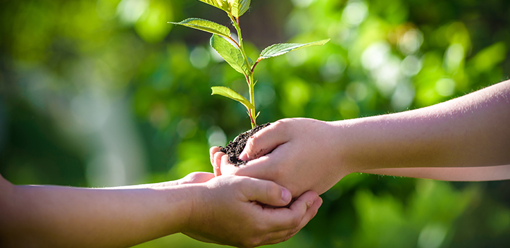 Hands holding a plant 