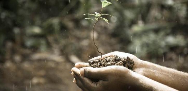 Hands cupped holding soil with a plant growing from it.