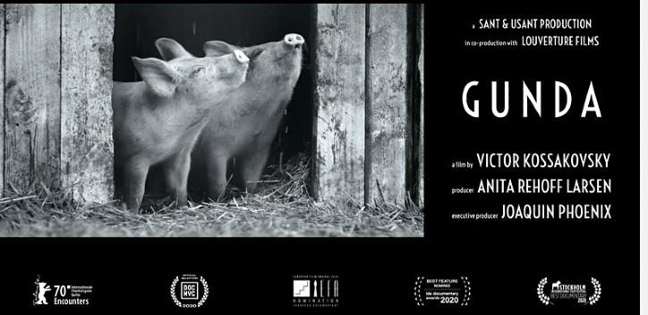 Pigs in a shed Gunda banner image