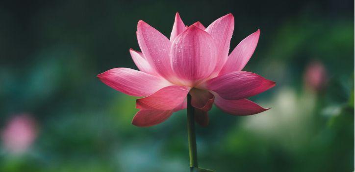 A pink lotus flower against a blurred green background
