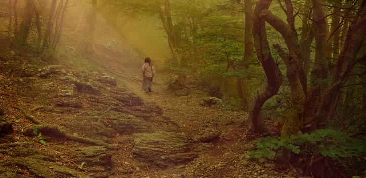 person walking in a misty forest