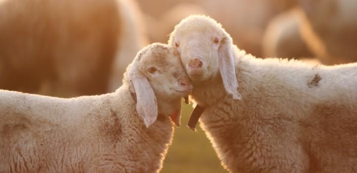 2 sheep with faces pressed together in the sun