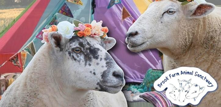 Sheep with flower crowns and tents in the background 