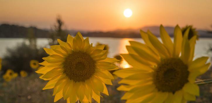 Two large sunflowers to the forefront with the sun setting over the horizon in the background.