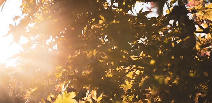 image of sunset through leaves