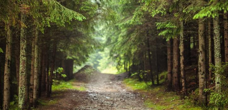 Road through pine forest