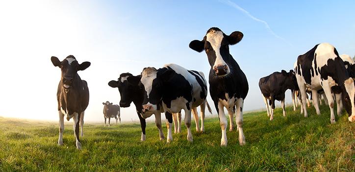 young cows in a field with blue sky 