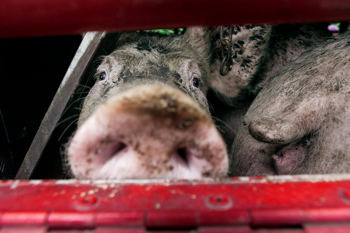 Manchester Pig Save's vigil Pigs