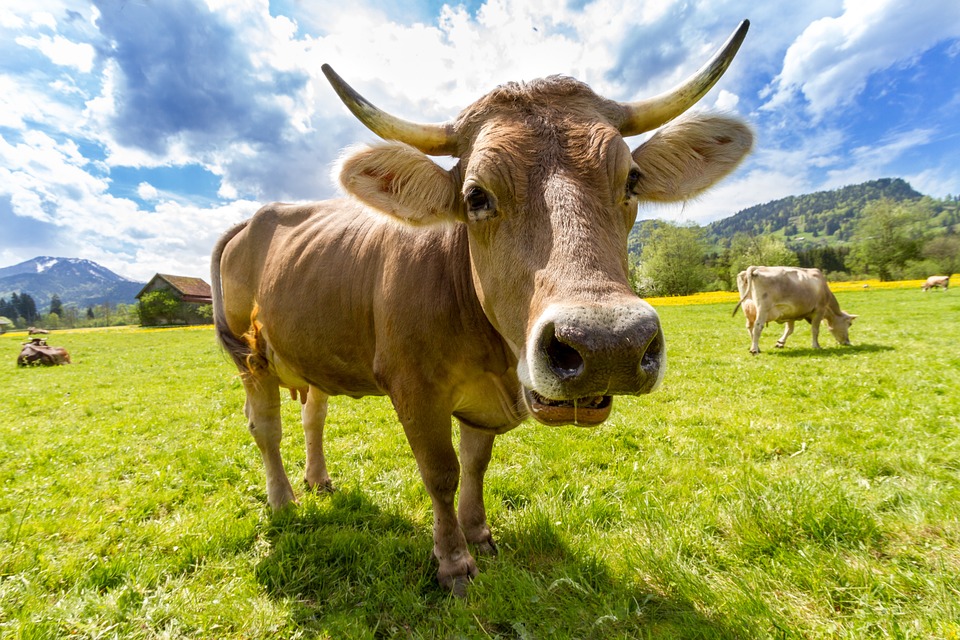 Cow on the field