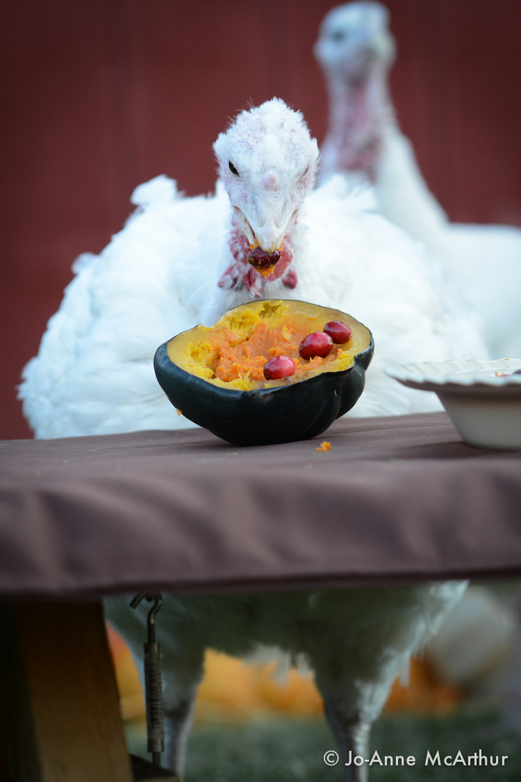 Turkeys enjoy Thanksgiving. Credit Jo Anne McArthur