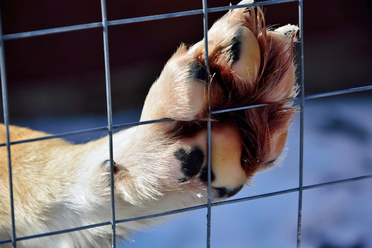 dog paw against bars