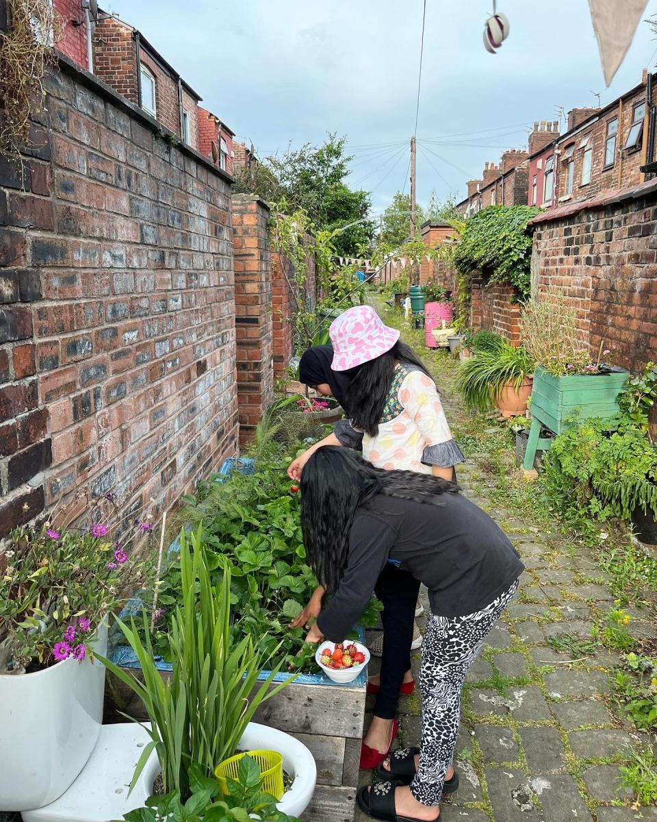 alleyway allotment with plants growing