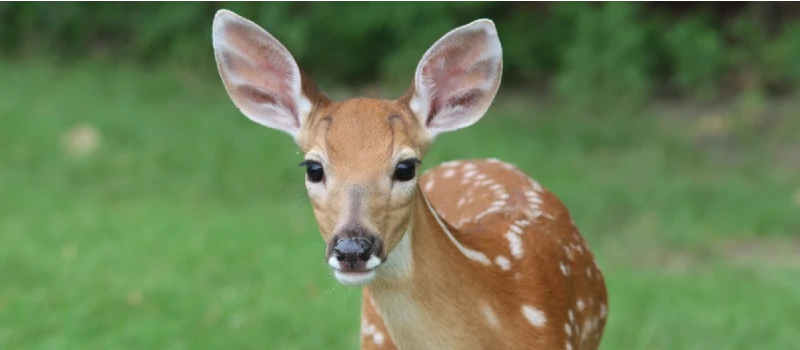 Deer against blurred green background