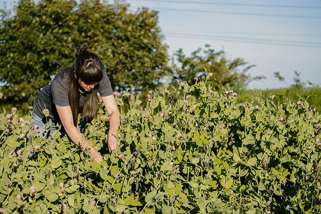 Pru Elliot harvesting peas