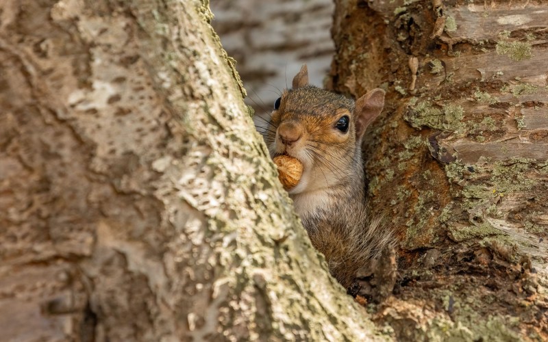 Squirrel in a tree eating a nut