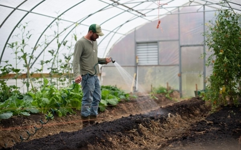 Person watering plants