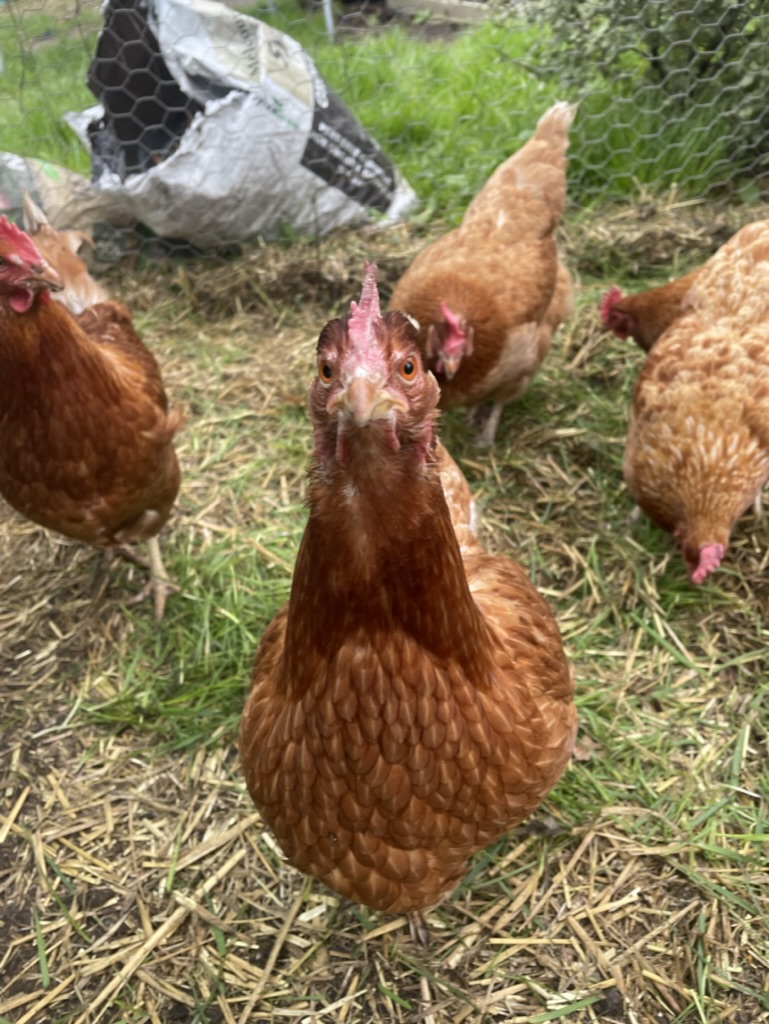 close up of chicken