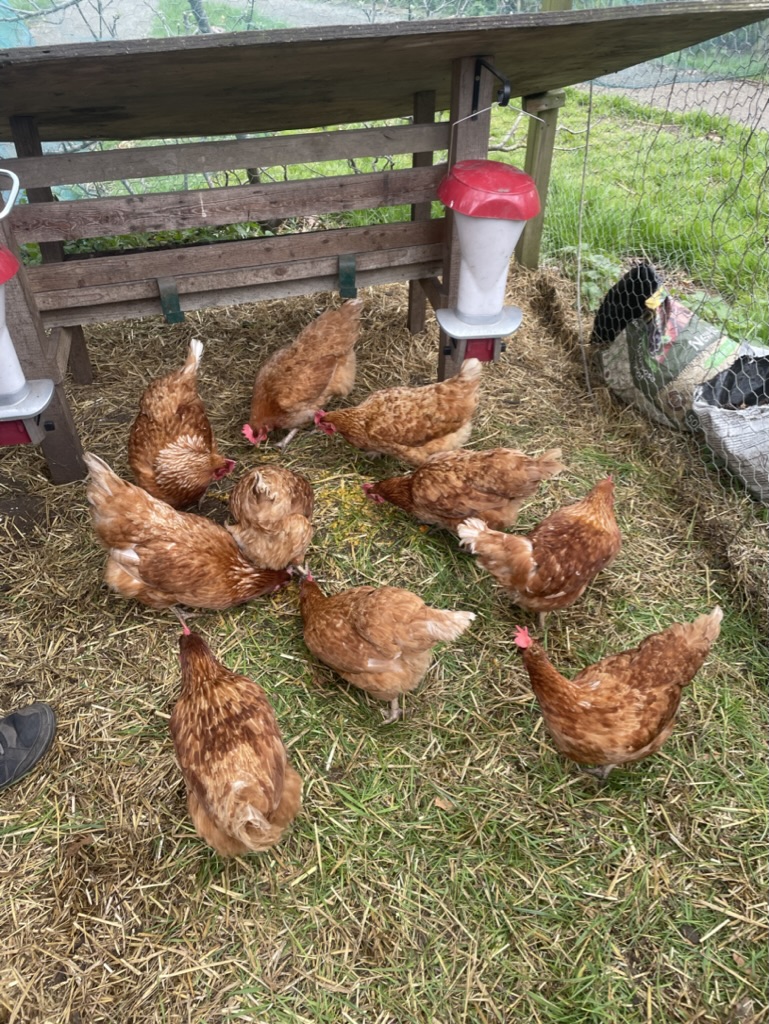 chickens eating