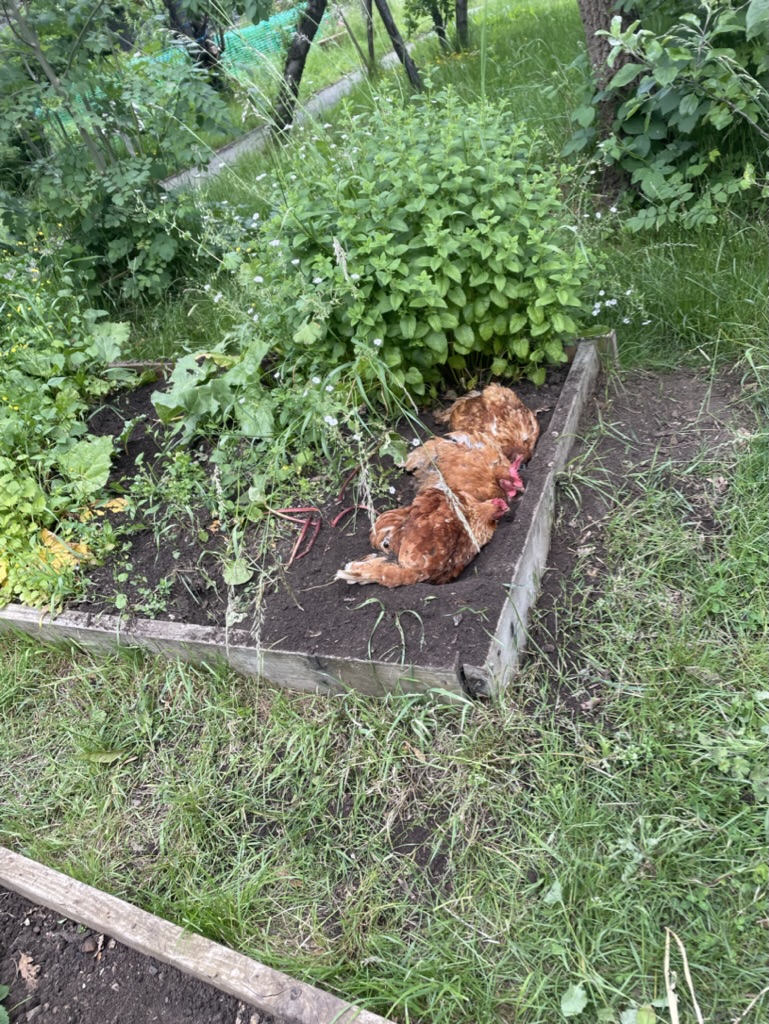 chickens lying down in allotment