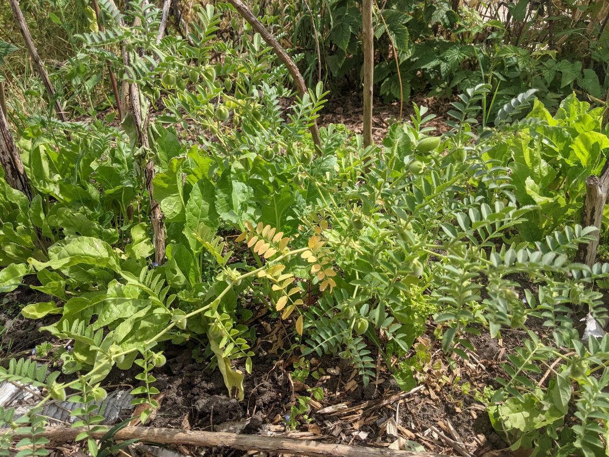 One of the authors chickpea plants, inter-sowed with home-saved spinach. 