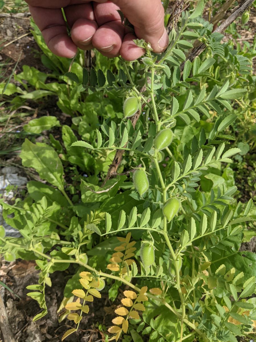 Lifting a chickpea ‘branch’ to show how the pods form like raindrops along it, with only one to three peas per pod. 