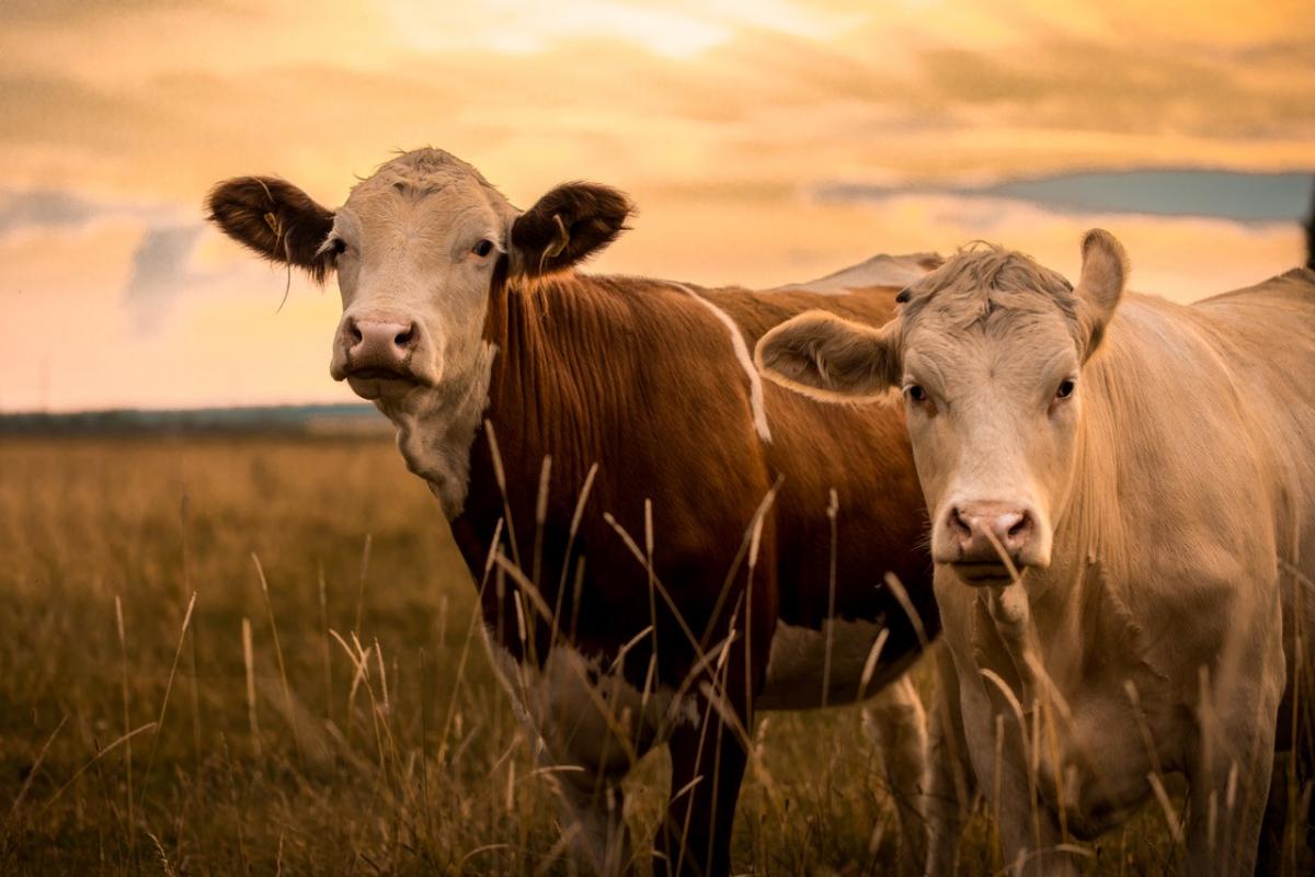 Cows in a field at dusk