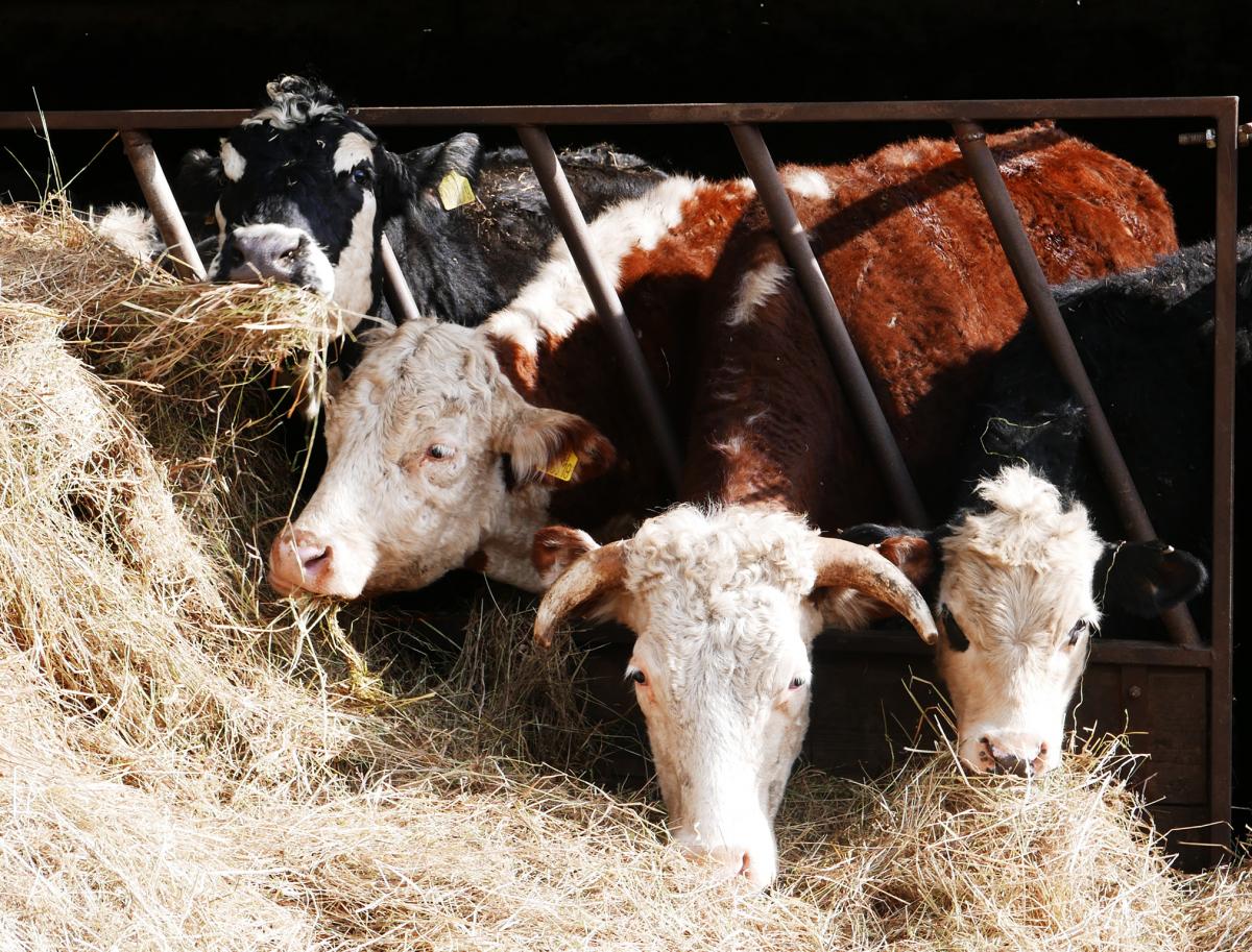 Cows eating