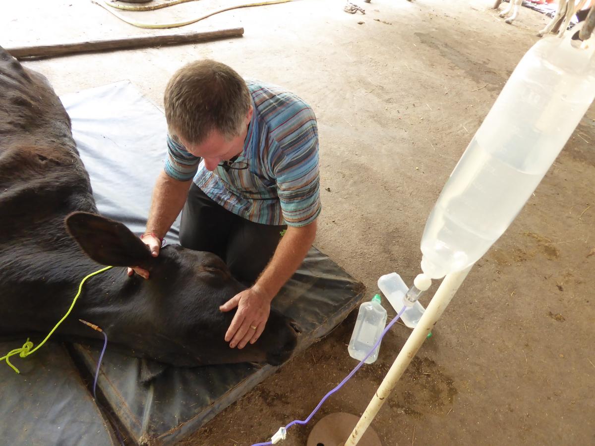 David spends time with a dying cow.