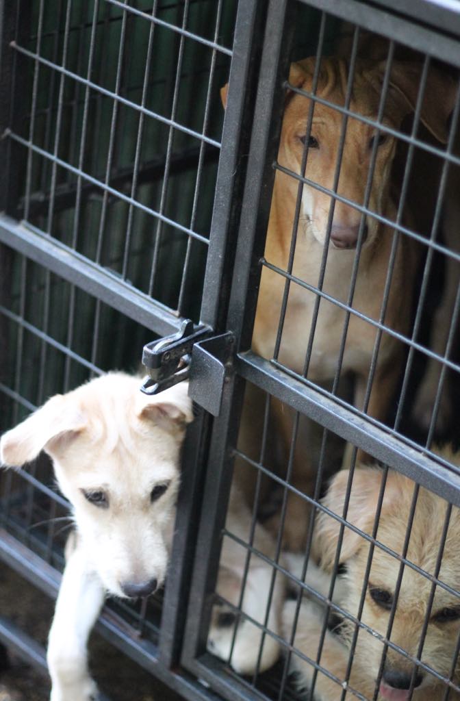 Dogs seen in cages on the streets of Bangkok.