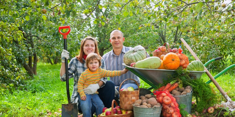 Family gathering an assortment of vegetables