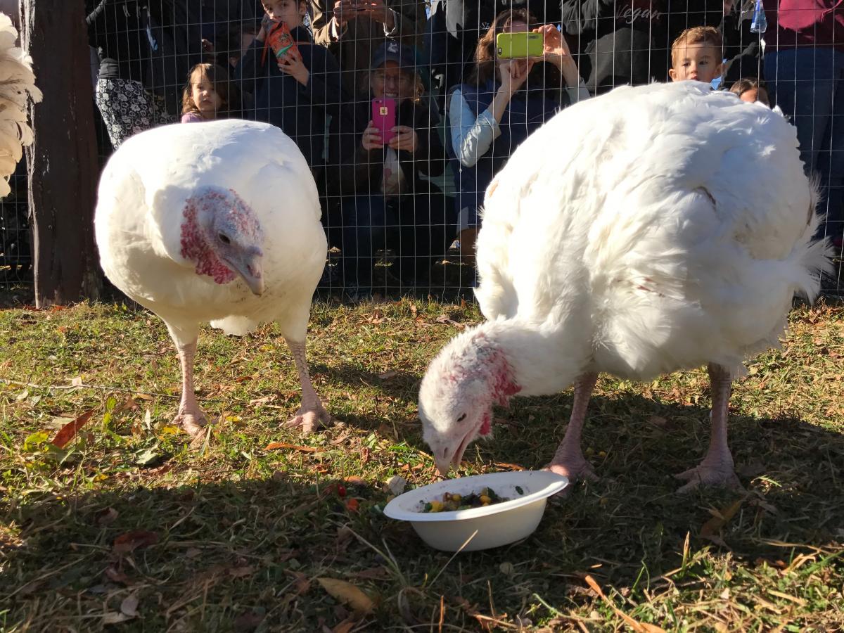 Turkeys enjoying Gobble and Groove event