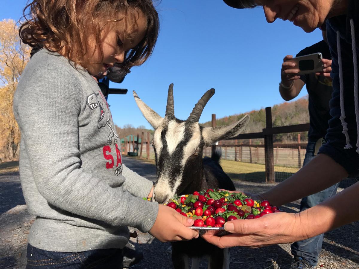 Goat at the sanctuary eats Thanksgiving meal