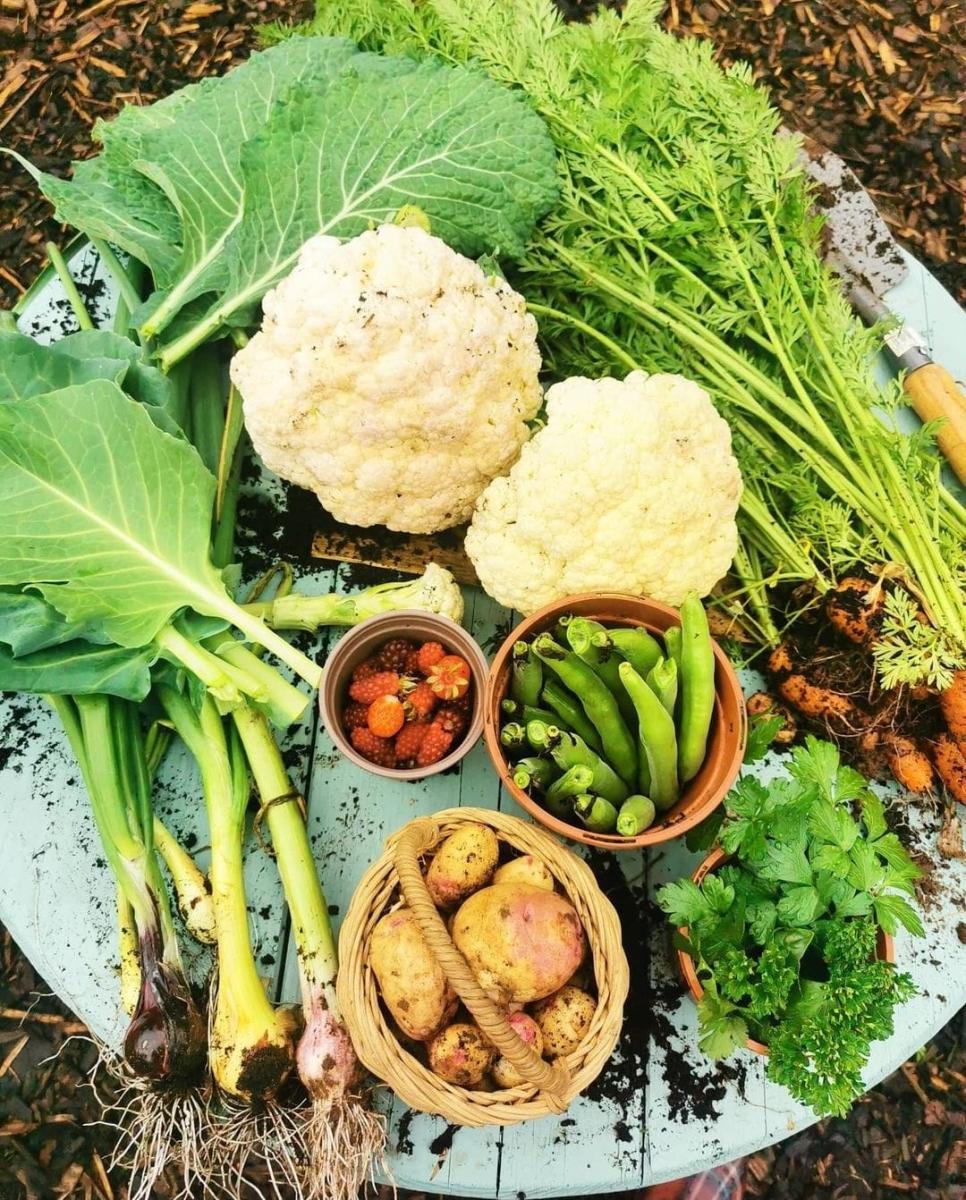 The family's first harvest. A table with freshly harvested vegetables on it including carrots, onions, cauliflower, runner beans, potatoes and raspberries
