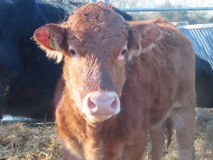 photograph of cow from Hugletts Wood