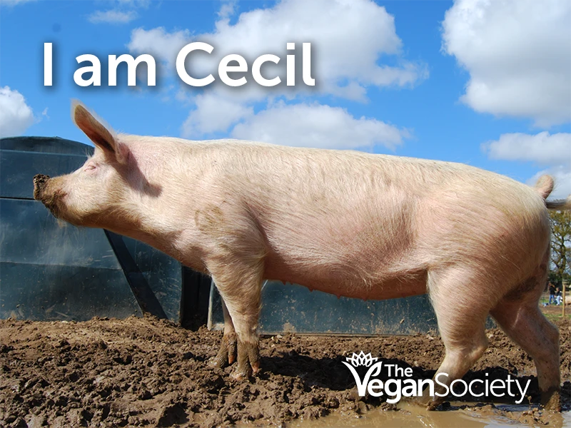 I am Cecil - The Pig