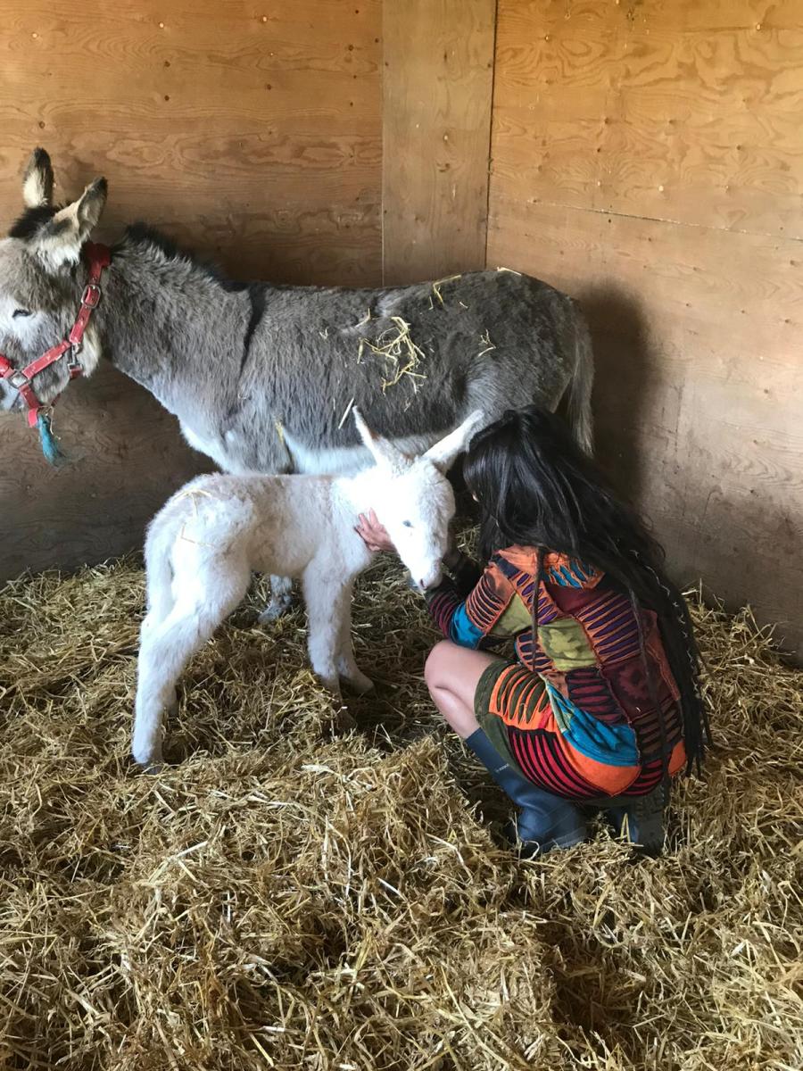 Sepi crouched down next to two donkeys