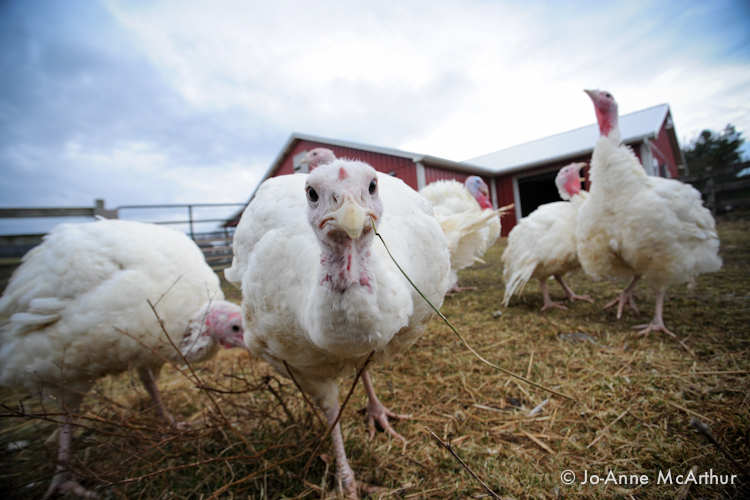 Turkeys at Farm Sanctuary