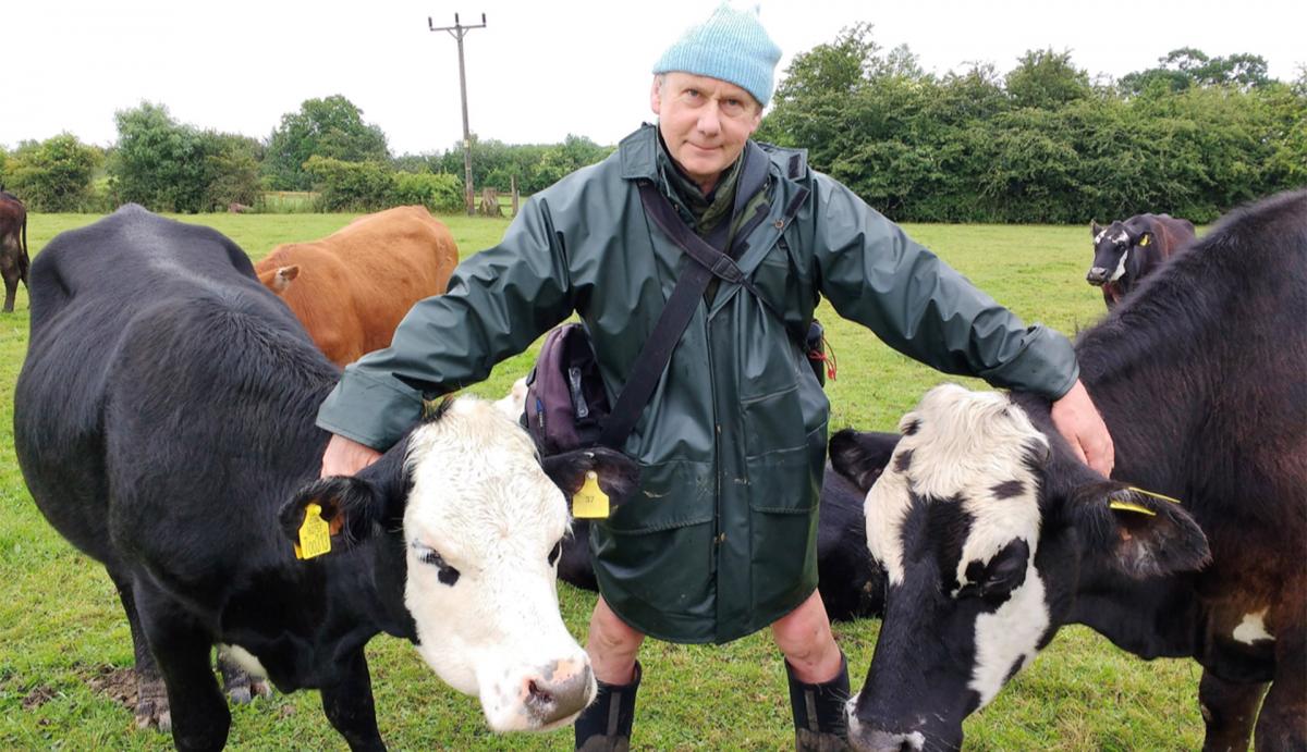 jay with cows