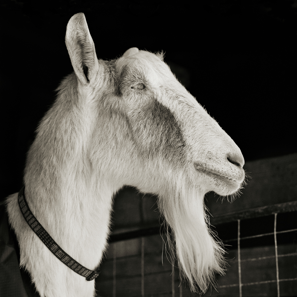 black and white photograph of head shot of aged blind goat 