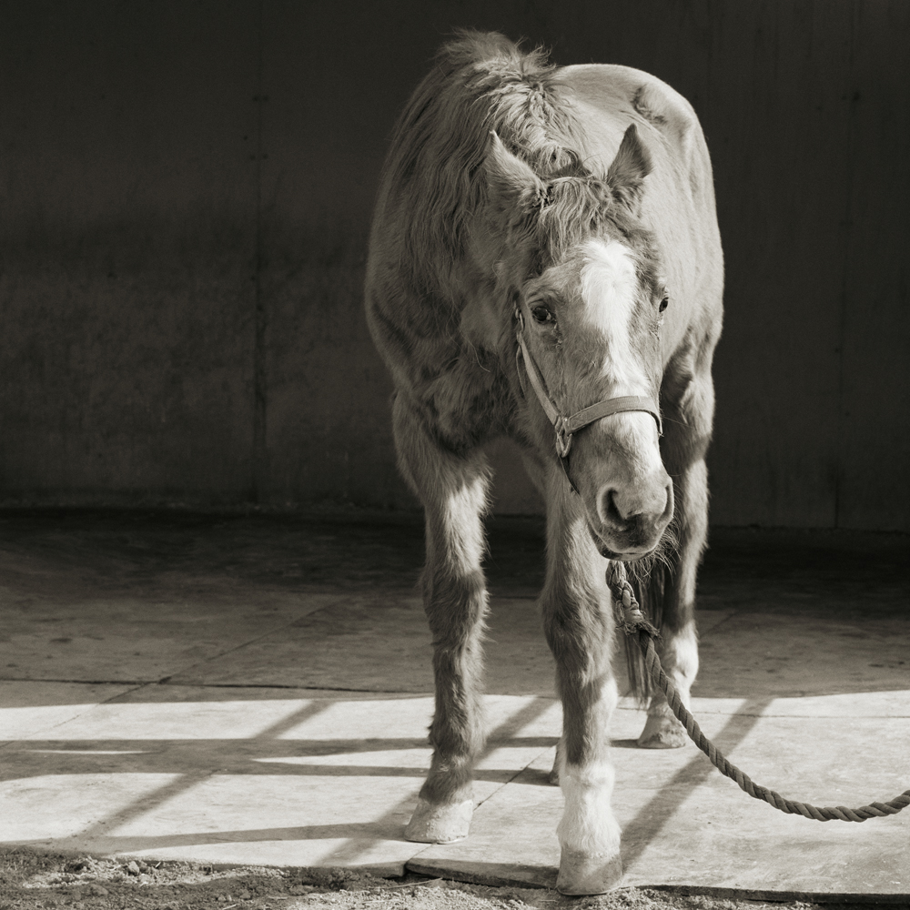 black and white photograph of aged horse wearing a head collar on a lead