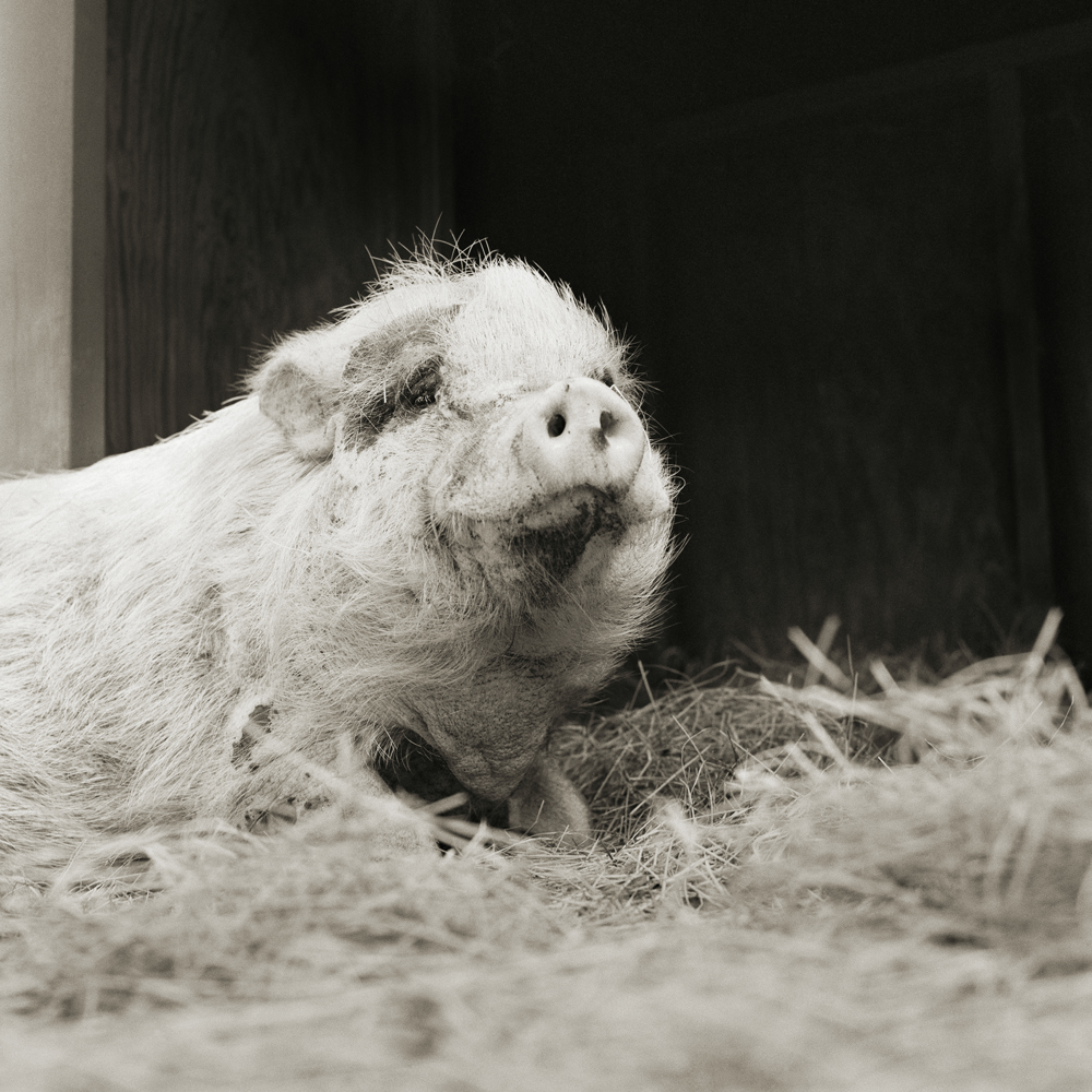 black and white image of aged pig in a bar filled with hay