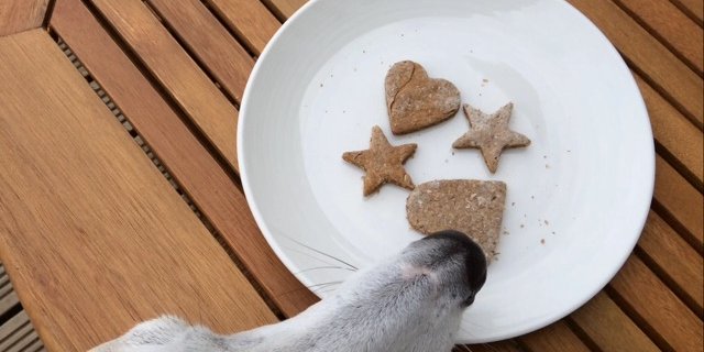 Dog biscuits