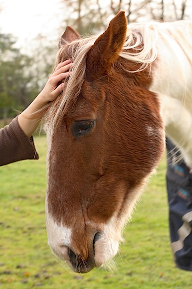 horse being stroked on the head
