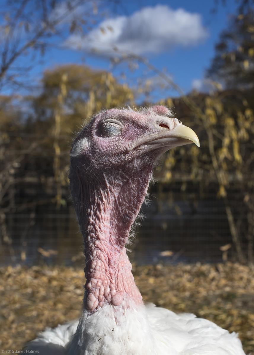 Turkey at sanctuary