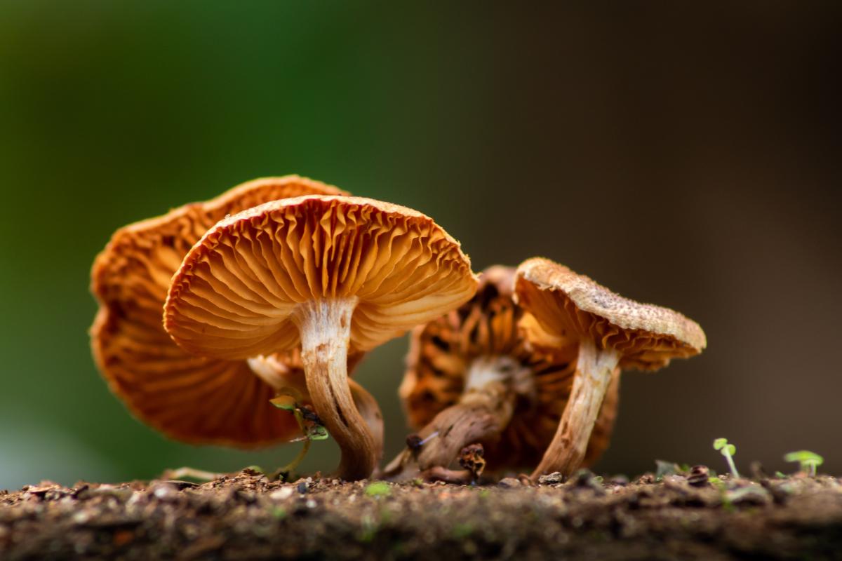 Mushrooms in the forest