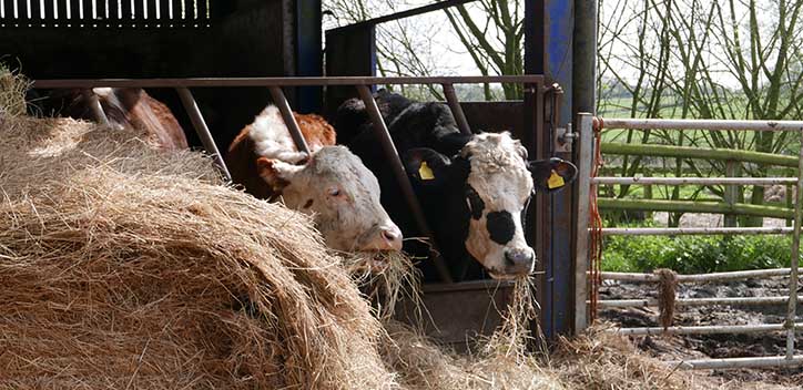 Cows waiting to be rehomed at the farm